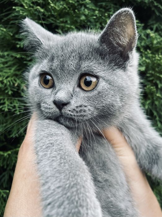 Котята британці киця