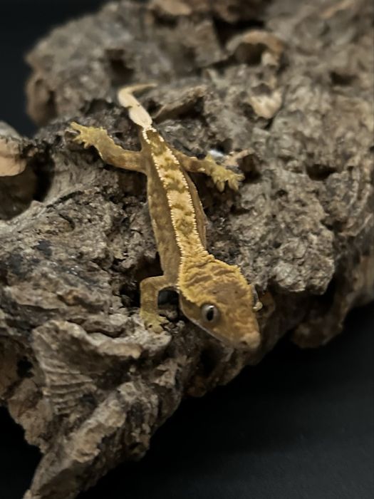 Młody Gekon Orzęsiony pinstripe nsex