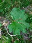 Gunnera olbrzymia manicata