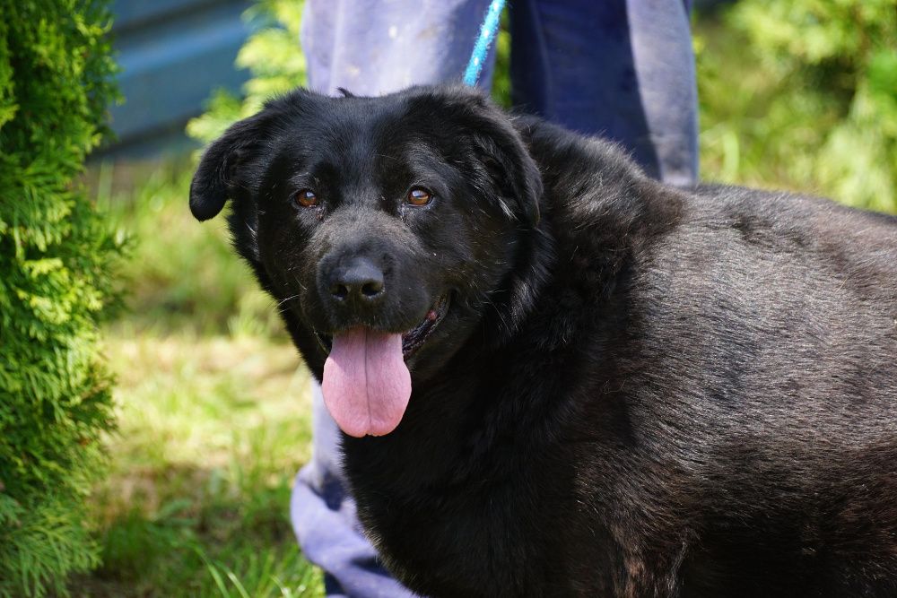 Labrador mix Nord szuka domu -schronisko Jasionka -aktualne