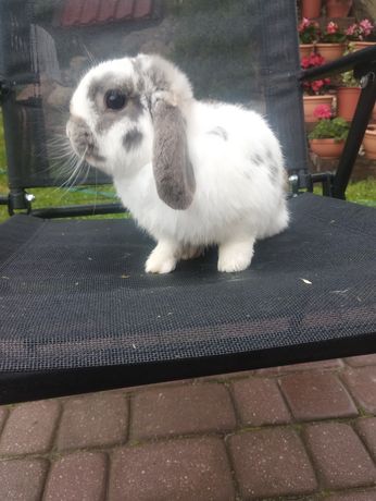 Królik mini lop samczyk