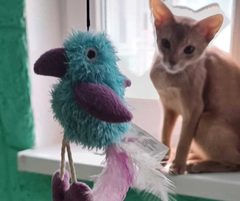 Комфортна перетримка котів у приватному секторі Голосієва