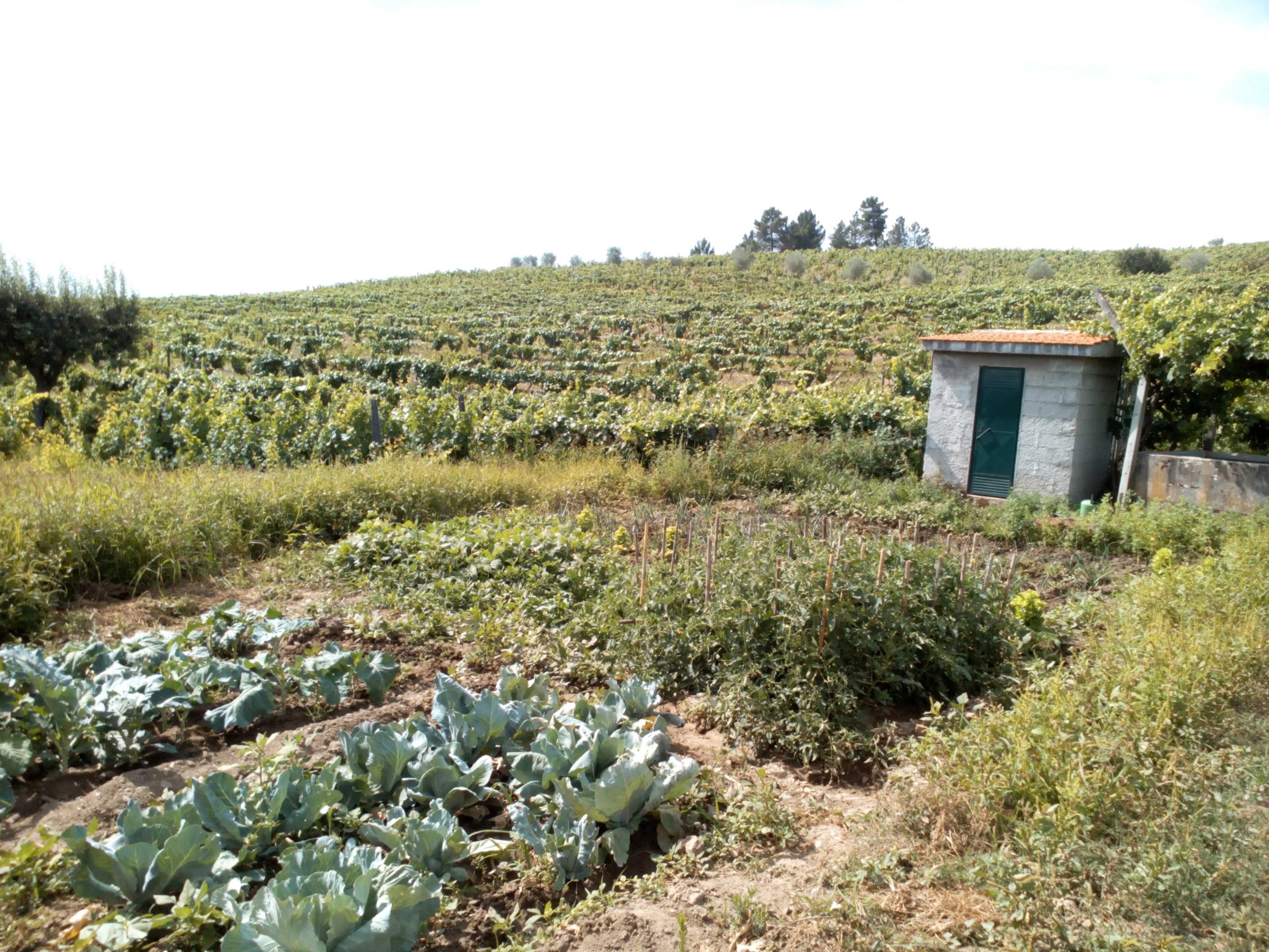 Quinta no Douro com terrenos e casa