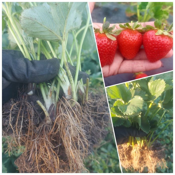 Рассада клубники разных сортов