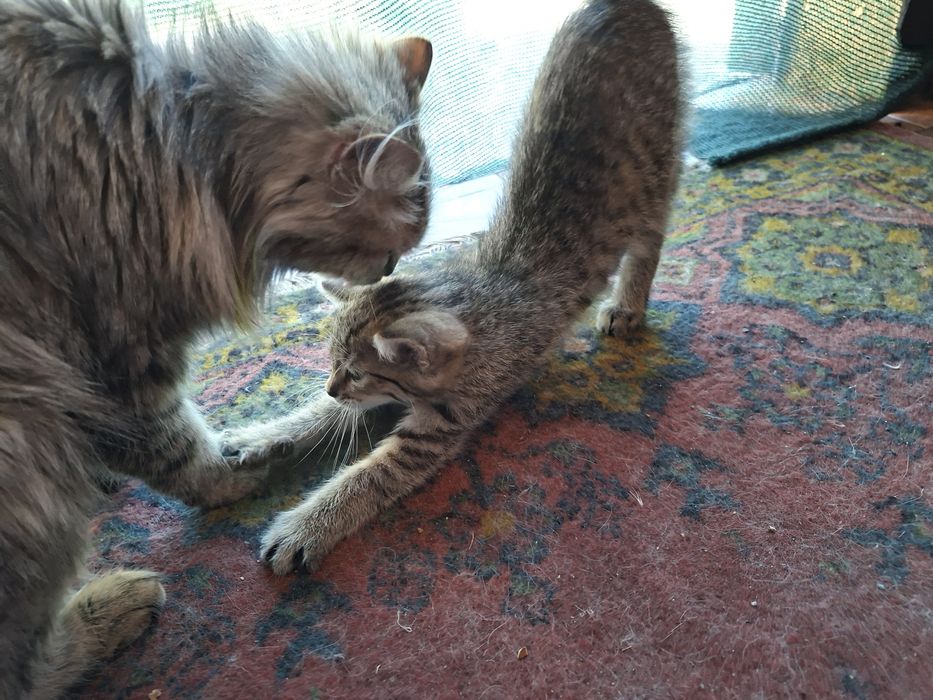 Отдам котёнка в добрые руки