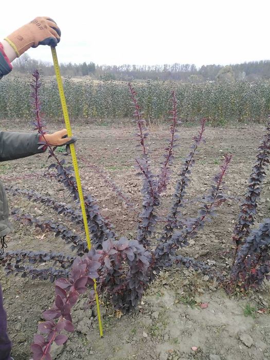 Декоративні рослини та плодово-ягідні культури.