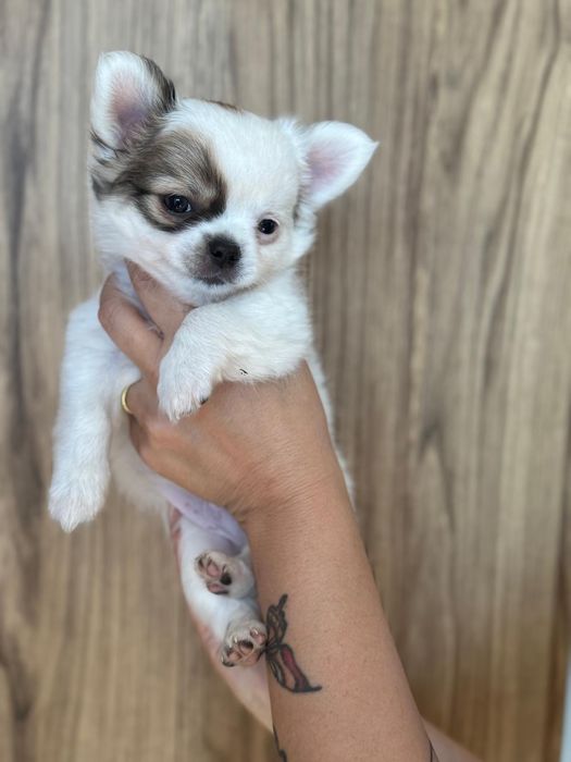 Malutki długowłosy  chihuahua