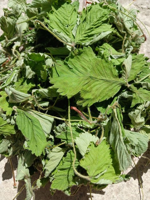 Листя лісової суниці (земляника) з Карпат