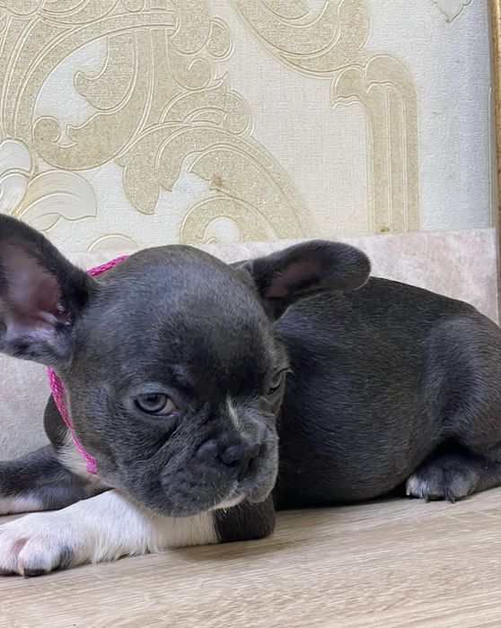 Дівчинка та хлопчик