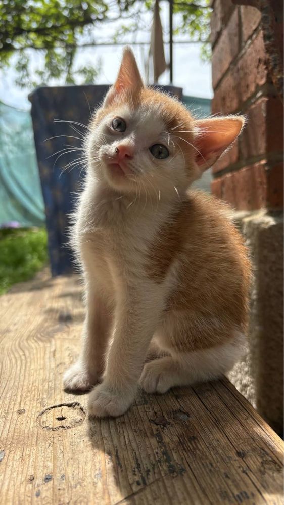 Отдам котиков бесплатно