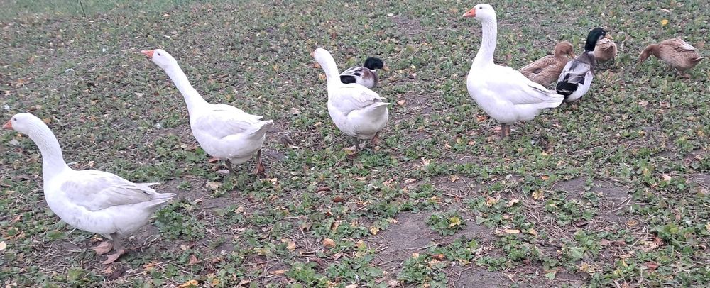 Sprzedam gęsi i kaczki