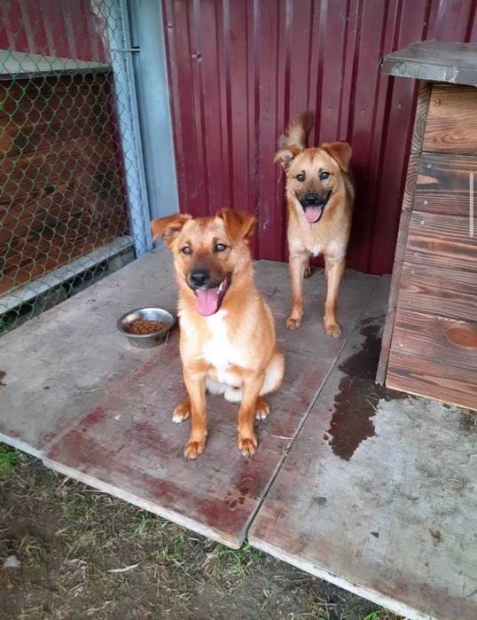 Віддам безкоштовно собак