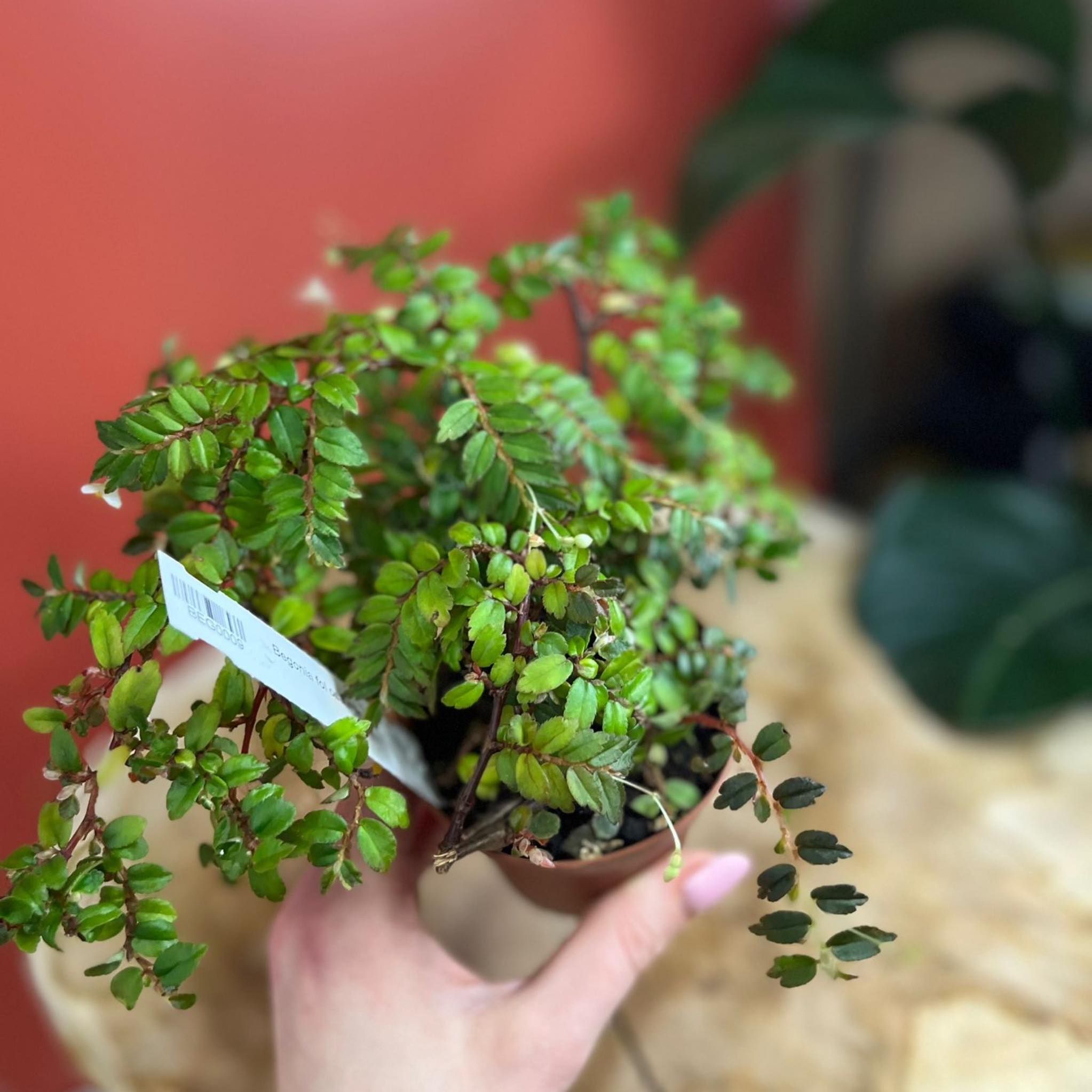 Begonia foliosa miniata D 9cm