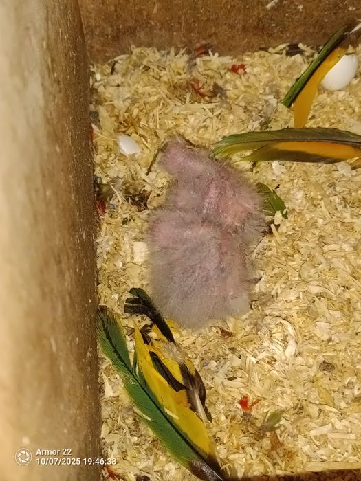 Loris Molucanos com Anilha – 4 Crias para Criar à Mão – 80 € cada