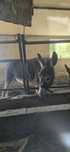 Casal de burros mansos