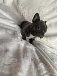 Buldog francuski blue