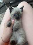Кошеня 2 місяці