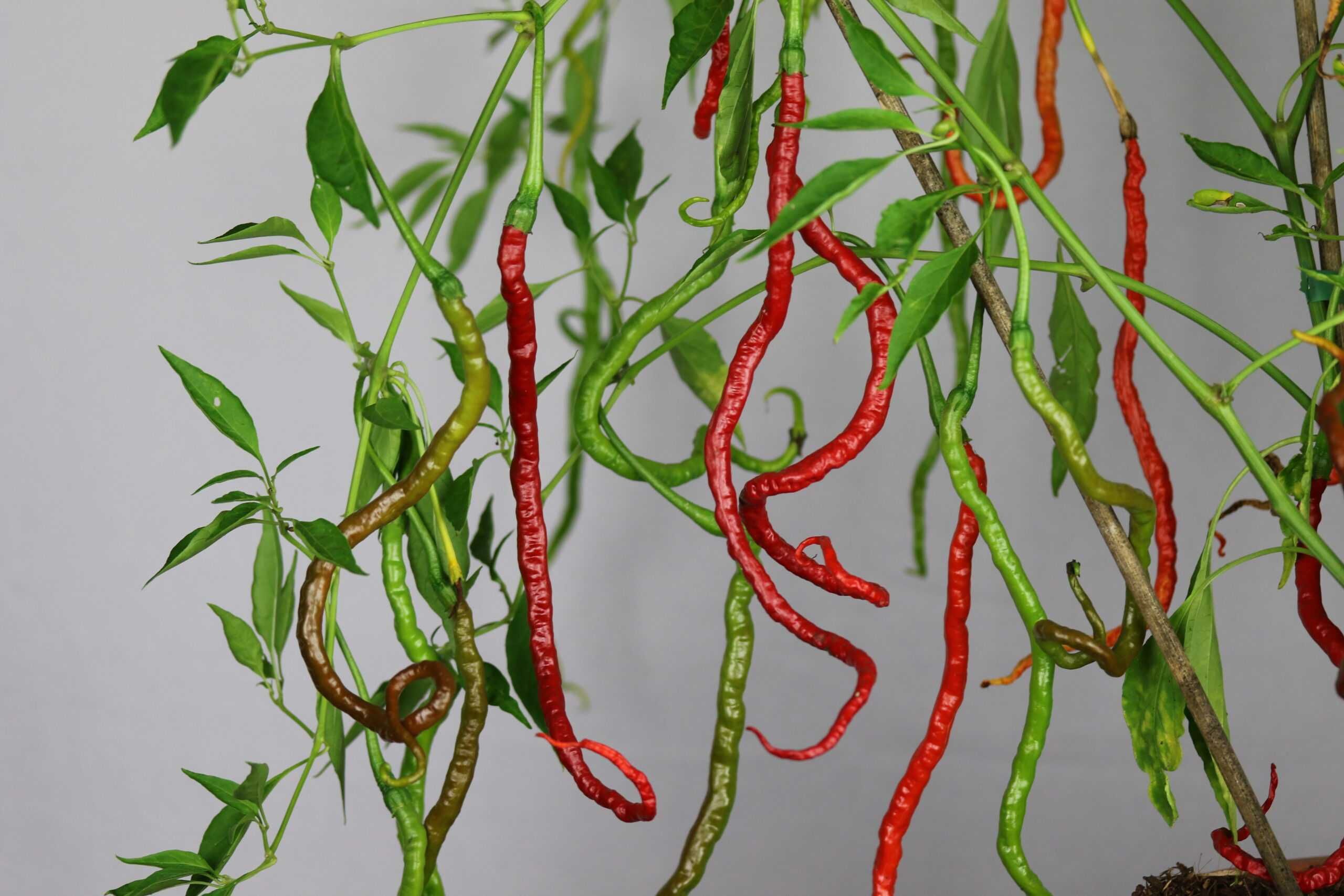 10 sementes de Pimenta Thunder Mountain Longhorn