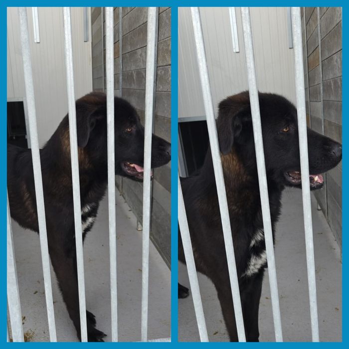 Cão para adoção responsável