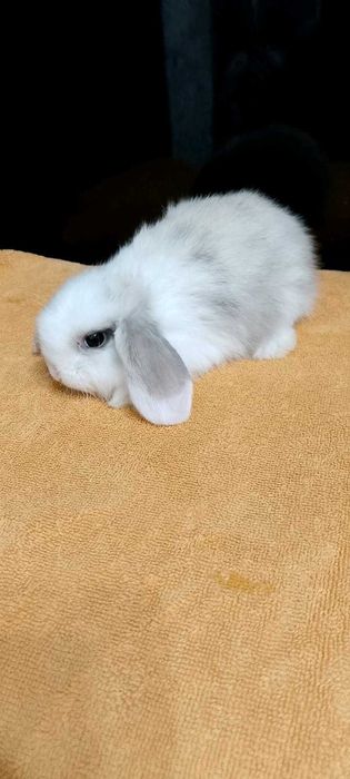 Króliczki miniaturki domowe