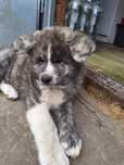 Akita Inu Szczeniak
