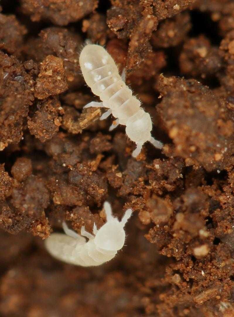 Colónia de colêmbolos - Springtail