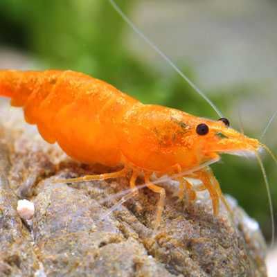 Krewetka SAKURA ORANGE - Neocaridina - Caridina - dowóz, wysyłka