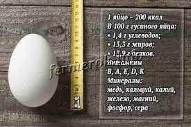 сіра велика гуска інкубаційне яйце опт та в роздріб