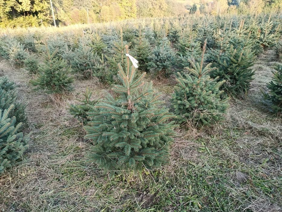Tuja szmaragd, brabant, Świerk srebrny, serbski 100-250cm, sadzimy