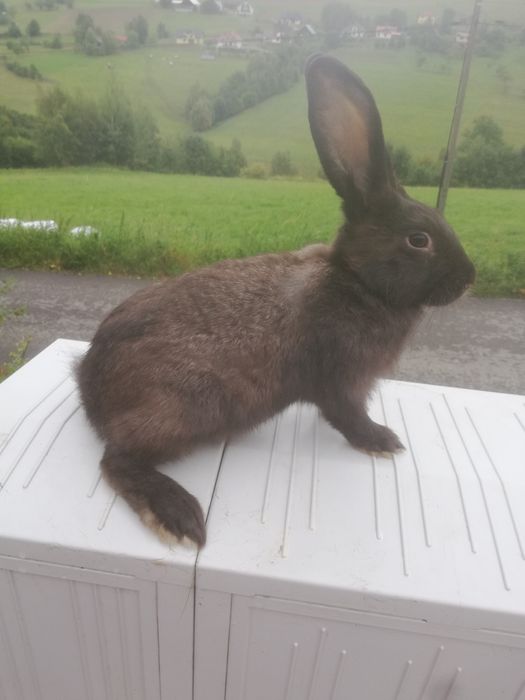 Sprzedam samczki do samic