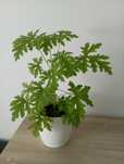 Kwiat anginka geranium