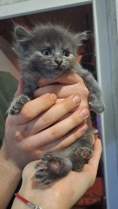 Отдам бесплатно серых котят