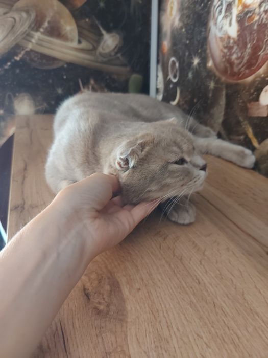 Шотландські кошенята