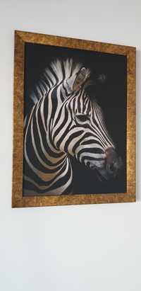 Obraz zebra safari Afryka ozdoba ramka