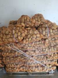 Ziemniaki jadalne soraya denar colomba i kapusta głowiastąod 2 kg do 5