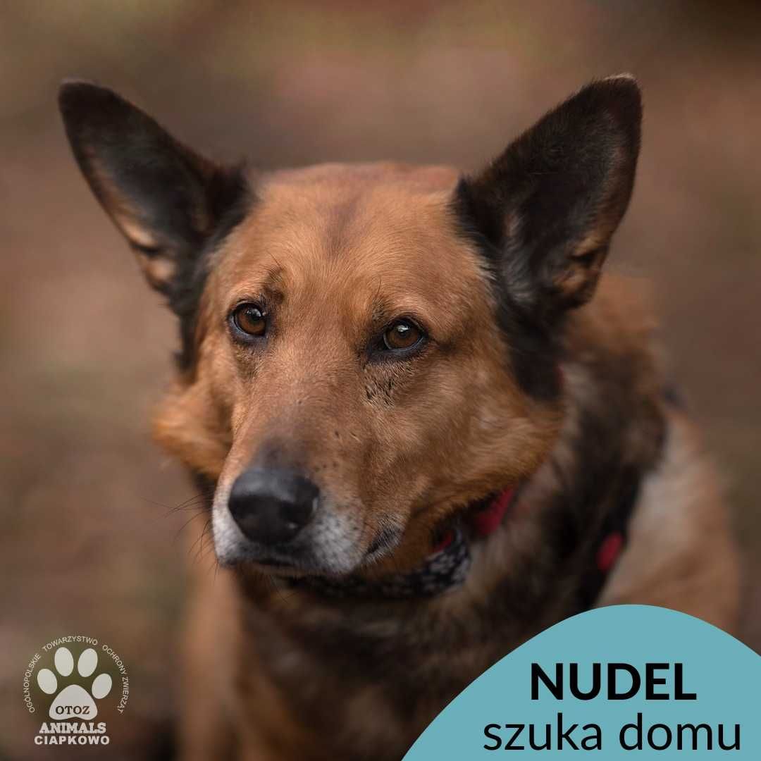 Nieśmiały Nudel czeka na Ciebie w OTOZ Animals Ciapkowo!