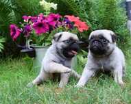 Mops mopsik mopsy ZKwP FCI