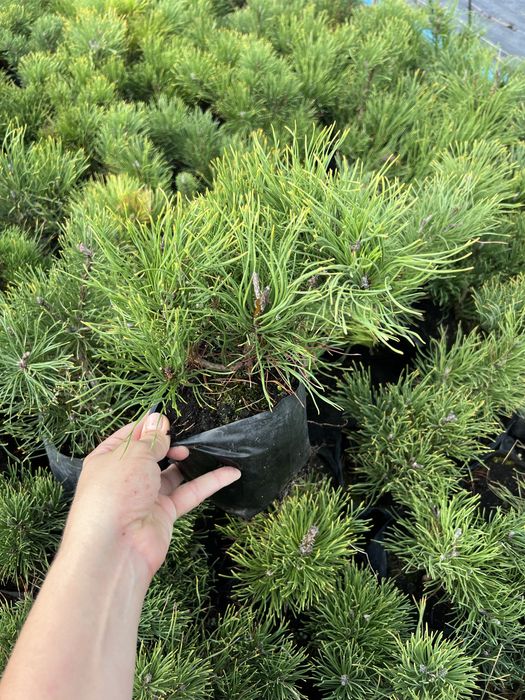 Сосна альпійська Pumilio, Кедр Корейський