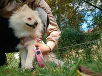 Szczeniak suczka pomeranian