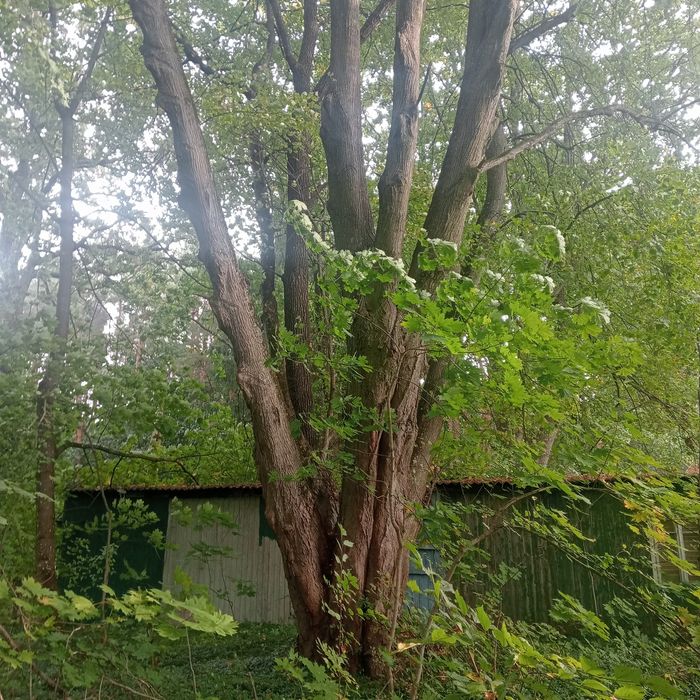 Корчування дерев.Корчування пеньків.Спилювання дерев