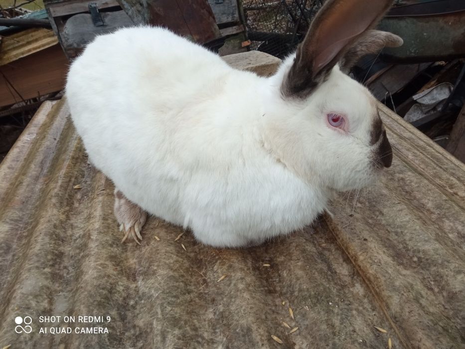 Продам кролі для розведення  і тушкою  !!!