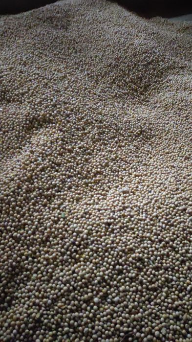 Soja ceres ze zbiorów 2025