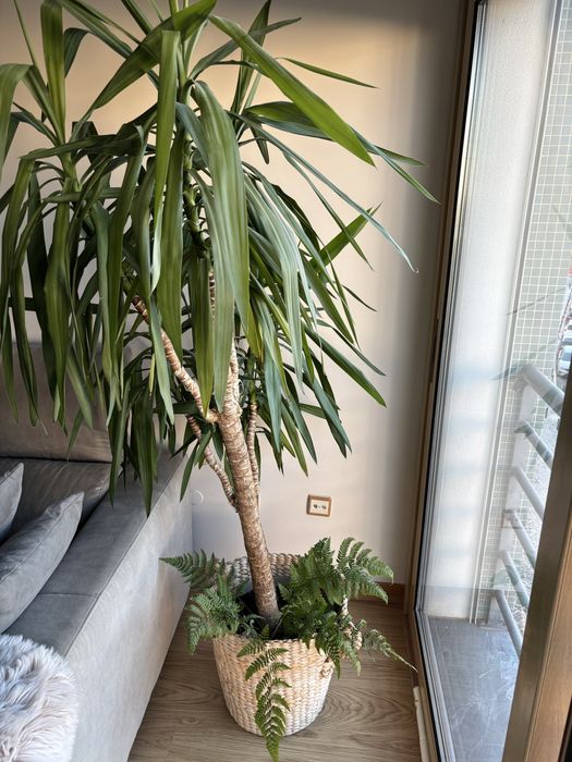Planta de sala alta