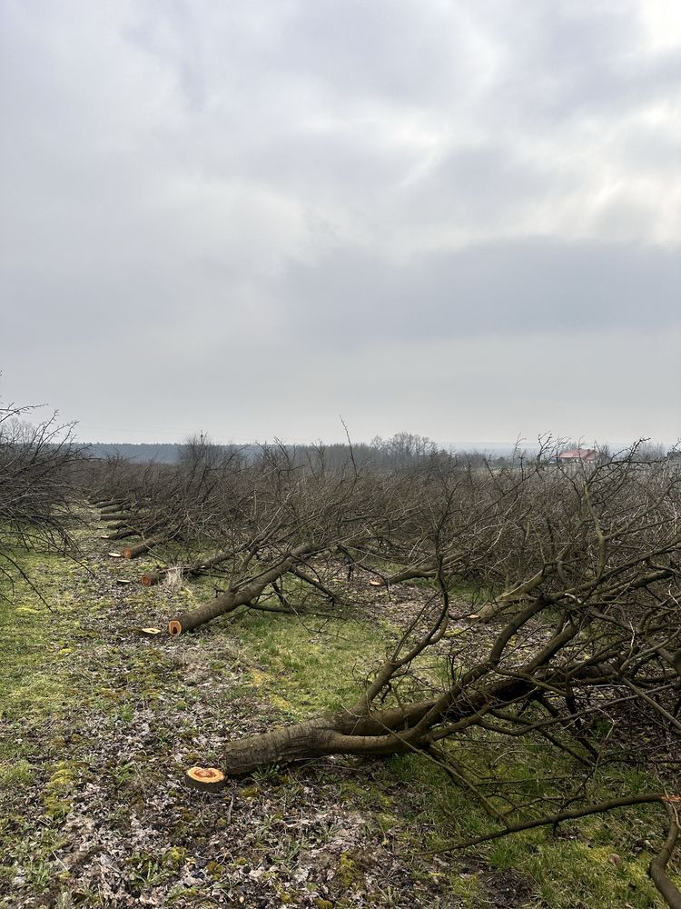 Wycinka Sadów Kompleksowe karczowanie samosiejek lasow zarośli