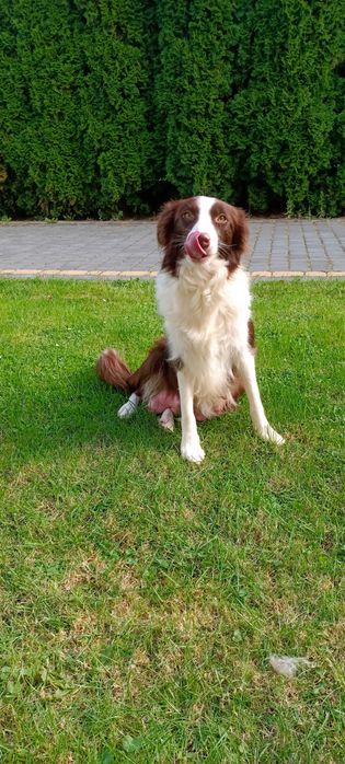 Border collie -piesek