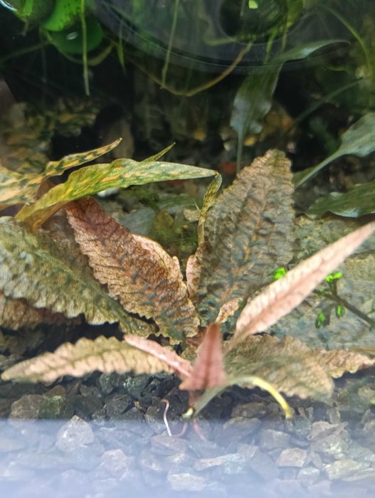 Cryptocoryne flamingo