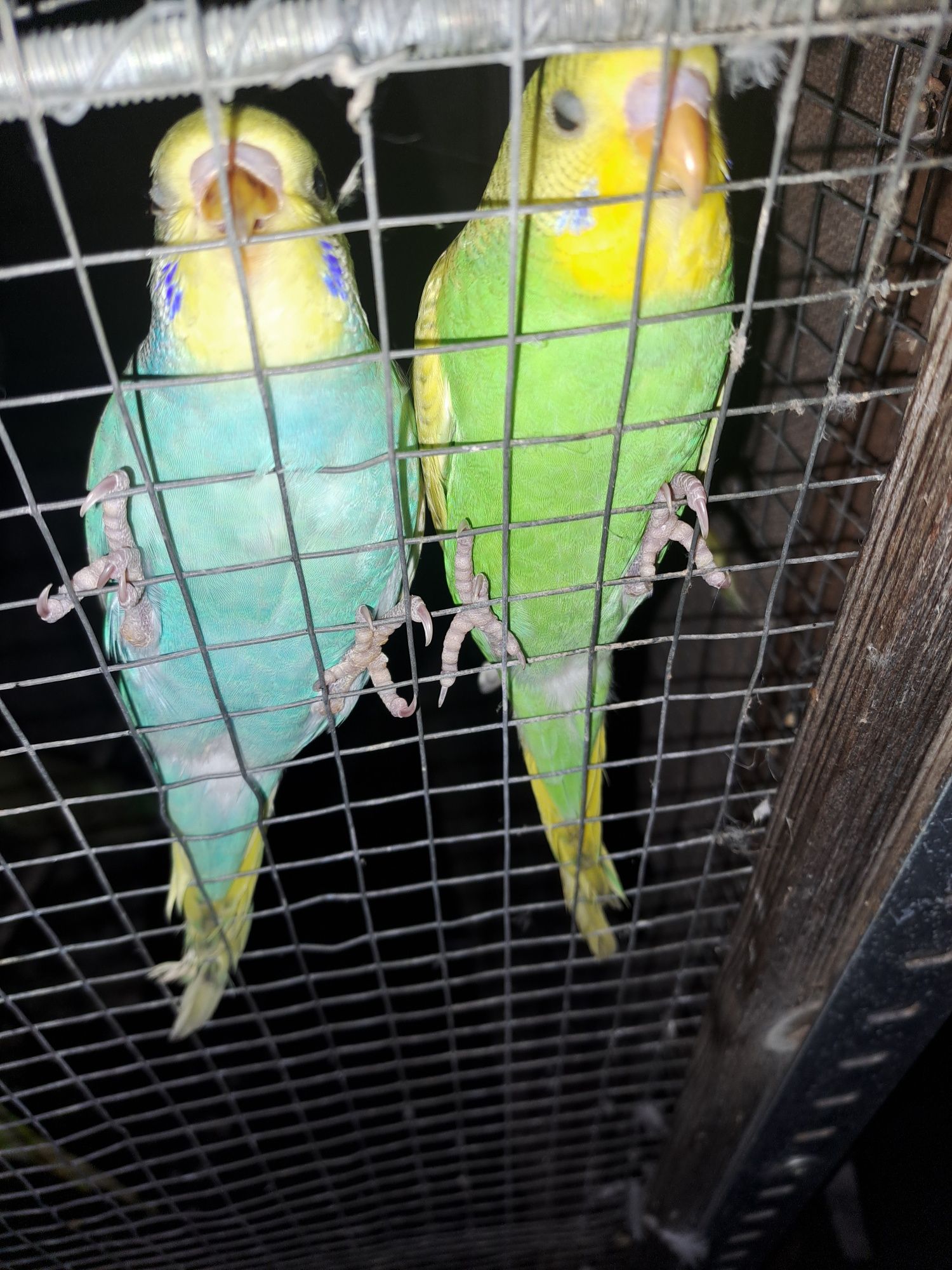 Piriquitos Australianos