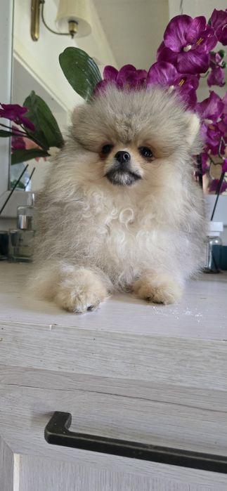 Szpic miniaturowy pomeranian cudowny