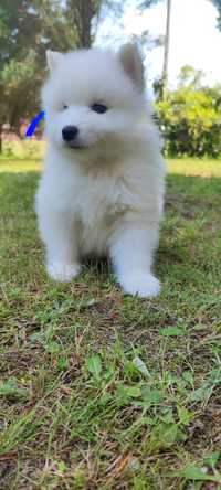 * * * samoyed * * *