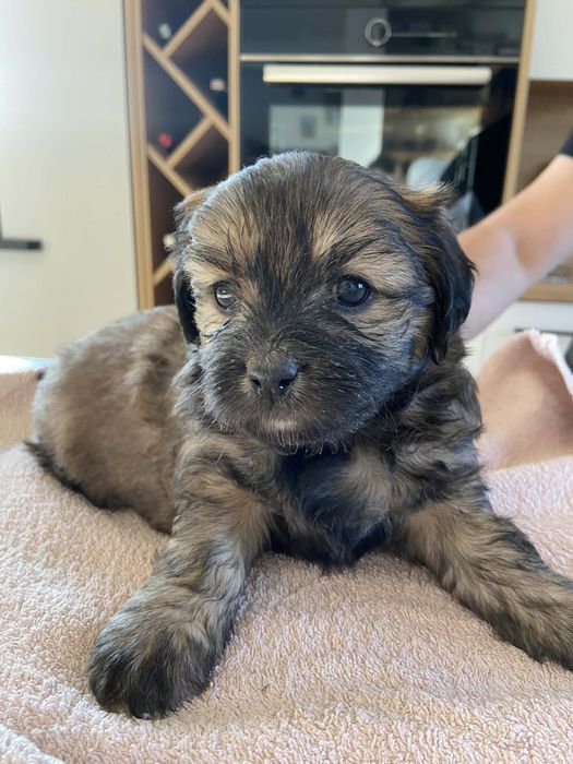 Pinczery pieski do oddania w dobre rece